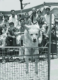 A dog show at the annual Red Cross fair in Shimla on Saturday.