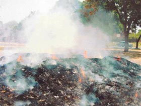 Pollution levels rise every Sunday morning when the waste generated from the Sector 33 Kisan Mandi is recklessly set on fire in Chandigarh.