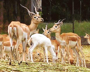 A white deer that has become the cynosure of all eyes at Deer Park in Patiala on Sunday.
