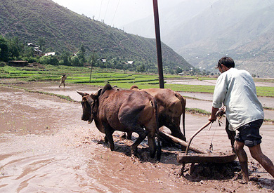 A Kashmiri border villager ploughs his field