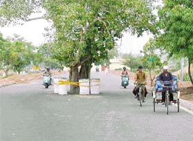 A tree stands in the middle of a road near Sector 47