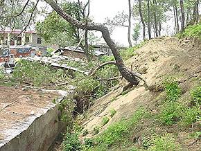 Pine trees being bulldozed to pave way for the plot of a senior police officer in Hamirpur town on Saturday.