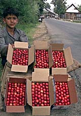 A Kashmiri boy sells cherries on a highway in Kunzar, near Srinagar, on Sunday. Kashmiri cherry growers say that this season they are expecting less production of the fruit due to an unexpected snowfall in April