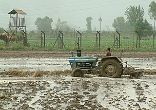 Following the improvement in relations between India and Pakistan, farmers plough paddy fields across the fence without fear under the watchful guards of BSF.