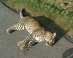 The carcass of a leopard cub which was found on the Sundernagar-Mandi road on Tuesday morning.
