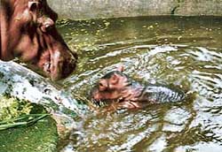 A mother hippopotamus watches her new born calf in a pond in their enclosure at the Chhat Bir Zoo on Saturday.