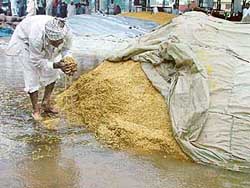 A farmer tries to save his paddy stock at the grain market after rain lashed Bathinda on Saturday.