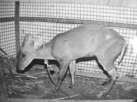 Six-month-old fawn rescued from captivity at Jagirpur village in Ludhiana.