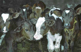 Calves of the Jersey breed that were abandoned on the bed of Jharmal rivulet along the Kalka-Ambala highway in Lehali village, near Lalru