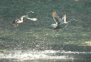 Siberian cranes flutter past the waters over the Kanjli wetland