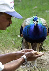 A caddy has food while a peacock watches him at Delhi Golf Club in New Delhi on Sunday.