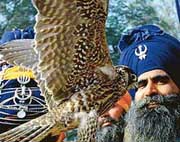 a nihang with a hawk on the concluding day of the Jor Mela at Fatehgarh Sahib