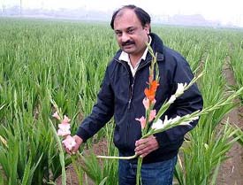Sandeep Puri shows variety of flowers in his fields at Kapurthala.