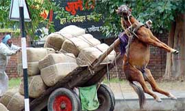 A horse hangs in the air as he is lifted by the weight of the overloaded cart.