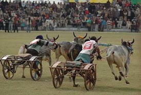 Bullock cart race heats in progress at the 70th Kila Raipur Games