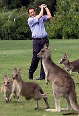 Golfer Kane Nusteling watches the ball after hitting an iron shot over the top of a group of kangaroos at Anglesea golf club near Melbourne on Sunday