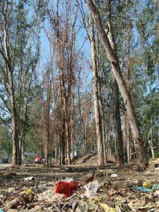Eucalyptus trees wither as the Municipal Corporation dumps plastic and inorganic wastes on the Jalandhar-Amritsar highway in Jalandhar