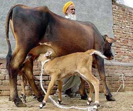 A young deer rescued by Amrik Singh, a farmer, suckles a cow at a village in Jalandhar district on Thursday.