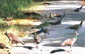 The peacock-rich Batala belt in Gurdaspur where four birds were found dead on Wednesday