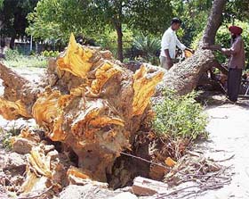 Many trees fell as a result of the heavy storm last night in Patiala.
