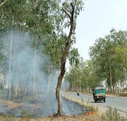Trees on the Jalandhar-Amritsar National Highway No. 1 face death due to dehydration as shrubs growing beneath them are being set on fire near Kartarpur in Jalandhar