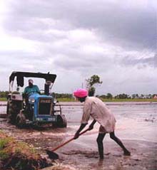Farmers get busy transplanting paddy in their fields near Channo village along the Patiala-Sangrur road