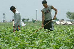 Farmers tend cotton crop at Mianwal village, near Pakistan�s border, in Amritsar district on Wednesday.