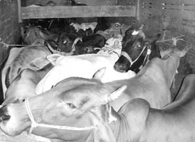Cows seized by activists of some Hindu organisations and the police in Rajpura when these were allegedly being transported to Uttar Pradesh from Khanna Mandi