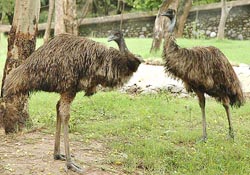 A pair of emu strut about in their enclosures in Chhat Bir Zoo, near Chandigarh.
