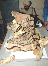 Suspected tiger skins and skulls found in a ragpicker�s house in Jalandhar on Thursday