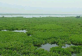 Hyacinth floats in Harike waters, posing risk to the biodiversity of the wetland. 