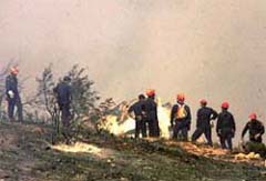 Firemen try to extinguish a fire at the crash site of a Cypriot airliner at Grammatiko village, some 40 km northeast of Athens