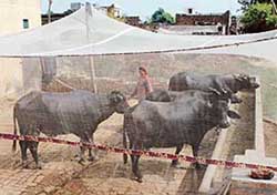 High concentration of mosquitoes in Jind have forced villagers to put up mosquito nets for their milch animals.