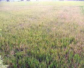 A view of the paddy crop affected by sheath blight at Jhabelwali village of Muktsar