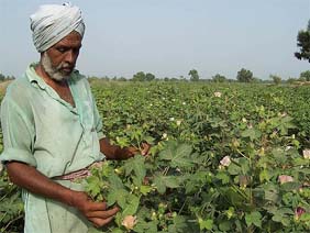 Phula Ram, a farmer from Gehri Bhagi village, shows his pest-free cotton crop