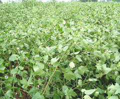 A view of a cotton field after rain lashed Bathinda on Monday.