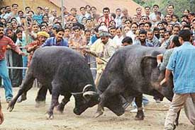A bullfight in progress at the Sair Fair being held at Arki, near Shimla on Friday