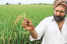 A farmer, Mr Gurcharan Singh, shows disease-affected paddy plants in his fields in Gharuan village in Ropar district on Tuesday