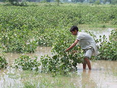 An inundated cotton field near Goniana Mandi after rains lashed Bathinda on Thursday.