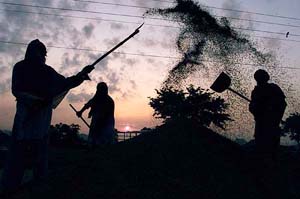 Workers clean paddy at a grain market in Jandiala Guru on the outskirts of Amritsar on Sunday. The production of paddy has decreased this season in Punjab due to heavy rains.