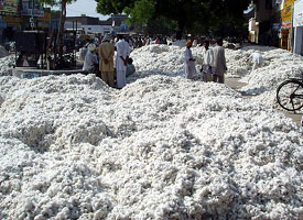 A view of the cotton market in Bathinda.