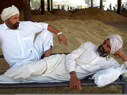 Farmers await paddy procurement at the Grain Market in Bathinda on Tuesday