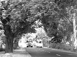 The trees that will be axed for upgradation of the Balachaur-Hoshiarpur-Dasuya highway. 