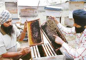 Mr Parmbir Singh (right) and Mr Karamjit Singh show dwindled bee colonies attacked by a pest called the varroa mite at Khamano, near Samrala, on Tuesday.