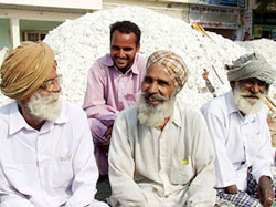 Cotton farmers in jovial mood at the grain market in Bathinda on Wednesday. 