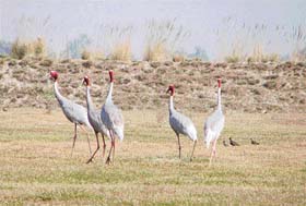 Sarus cranes sauntering in the Nangal area