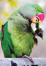 Cold winds sweeping the Capital apparently do not bother this parrot as he gets enough heat by munching merrily on green chillies. 