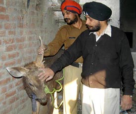 Policemen take control of a deer that strayed into a crowded area in Amritsar on Sunday. The deer was later handed over to officials of the Forest Department who sent it to Mehangalwal Sanctuary in Hoshiarpur.