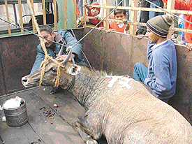 Activists of the People For Animals take care of the injured black bull which had strayed into Ludhiana near the Rahon road on Friday.
