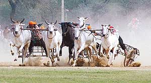 A bullock cart race in progress during the Kila Raipur Rural Sports Festival on Sunday